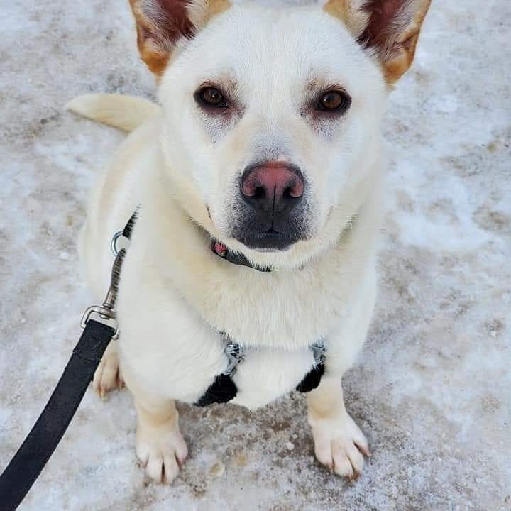 Thank you Lisa for organizing a Sunday hike for some of the dogs ♥️♥️ <a target='_blank' href='https://www.instagram.com/explore/tags/yyc/'>#yyc</a> <a target='_blank' href='https://www.instagram.com/explore/tags/yycnow/'>#yycnow</a> <a target='_blank' href='https://www.instagram.com/explore/tags/yyctoday/'>#yyctoday</a> <a target='_blank' href='https://www.instagram.com/explore/tags/yycdogs/'>#yycdogs</a> <a target='_blank' href='https://www.instagram.com/explore/tags/adoptdontshop/'>#adoptdontshop</a> <a target='_blank' href='https://www.instagram.com/explore/tags/rescuedog/'>#rescuedog</a> <a target='_blank' href='https://www.instagram.com/explore/tags/dogsofyyc/'>#dogsofyyc</a> <a target='_blank' href='https://www.instagram.com/explore/tags/calgary/'>#calgary</a> <a target='_blank' href='https://www.instagram.com/explore/tags/puppygram/'>#puppygram</a> <a target='_blank' href='https://www.instagram.com/explore/tags/dogsofinstagram/'>#dogsofinstagram</a> <a target='_blank' href='https://www.instagram.com/explore/tags/dogs/'>#dogs</a> <a target='_blank' href='https://www.instagram.com/explore/tags/hiking/'>#hiking</a> <a target='_blank' href='https://www.instagram.com/explore/tags/christmastreetrail/'>#christmastreetrail</a> <a target='_blank' href='https://www.instagram.com/explore/tags/adventure/'>#adventure</a>