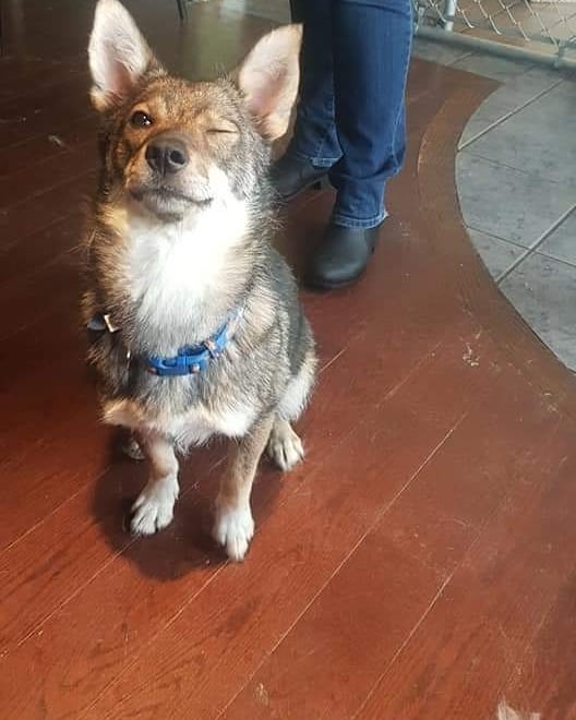 Trixie is such a sweet girl! Come down and meet her, you will fall in love 🥰♥️🥰 <a target='_blank' href='https://www.instagram.com/explore/tags/yyc/'>#yyc</a> <a target='_blank' href='https://www.instagram.com/explore/tags/yycnow/'>#yycnow</a> <a target='_blank' href='https://www.instagram.com/explore/tags/yyctoday/'>#yyctoday</a> <a target='_blank' href='https://www.instagram.com/explore/tags/yycdogs/'>#yycdogs</a> <a target='_blank' href='https://www.instagram.com/explore/tags/adoptdontshop/'>#adoptdontshop</a> <a target='_blank' href='https://www.instagram.com/explore/tags/rescuedog/'>#rescuedog</a> <a target='_blank' href='https://www.instagram.com/explore/tags/dogsofyyc/'>#dogsofyyc</a> <a target='_blank' href='https://www.instagram.com/explore/tags/calgary/'>#calgary</a> <a target='_blank' href='https://www.instagram.com/explore/tags/puppygram/'>#puppygram</a> <a target='_blank' href='https://www.instagram.com/explore/tags/dogsofinstagram/'>#dogsofinstagram</a> <a target='_blank' href='https://www.instagram.com/explore/tags/dogs/'>#dogs</a>