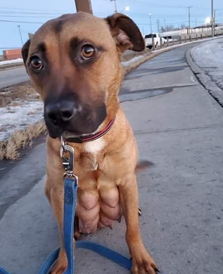 Layla is a proud momma of 8 pups. She's enjoying some much needed me time this afternoon

<a target='_blank' href='https://www.instagram.com/explore/tags/yyc/'>#yyc</a> <a target='_blank' href='https://www.instagram.com/explore/tags/yycdogs/'>#yycdogs</a> <a target='_blank' href='https://www.instagram.com/explore/tags/mamabear/'>#mamabear</a> <a target='_blank' href='https://www.instagram.com/explore/tags/rescuedog/'>#rescuedog</a> <a target='_blank' href='https://www.instagram.com/explore/tags/rescuedogsofinstagram/'>#rescuedogsofinstagram</a> <a target='_blank' href='https://www.instagram.com/explore/tags/almosthome/'>#almosthome</a> <a target='_blank' href='https://www.instagram.com/explore/tags/adoptdontshop/'>#adoptdontshop</a> <a target='_blank' href='https://www.instagram.com/explore/tags/yycnow/'>#yycnow</a> <a target='_blank' href='https://www.instagram.com/explore/tags/yyctoday/'>#yyctoday</a> <a target='_blank' href='https://www.instagram.com/explore/tags/walk/'>#walk</a> <a target='_blank' href='https://www.instagram.com/explore/tags/livingmybestlife/'>#livingmybestlife</a>